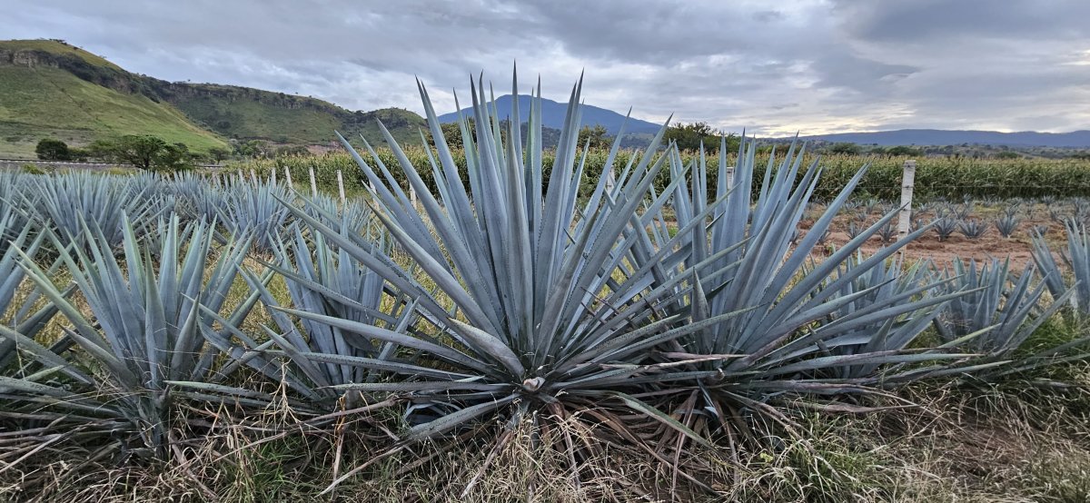 25. Woche Ojo de Agua – La Joya – Tequila – Lake Chapala – Pátzcuaro 