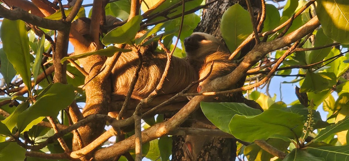 41. Woche Rivas – Puerto Soley (Costa Rica) – Tamarindo – Playa Junquillal – San José – Playa Matapalo 