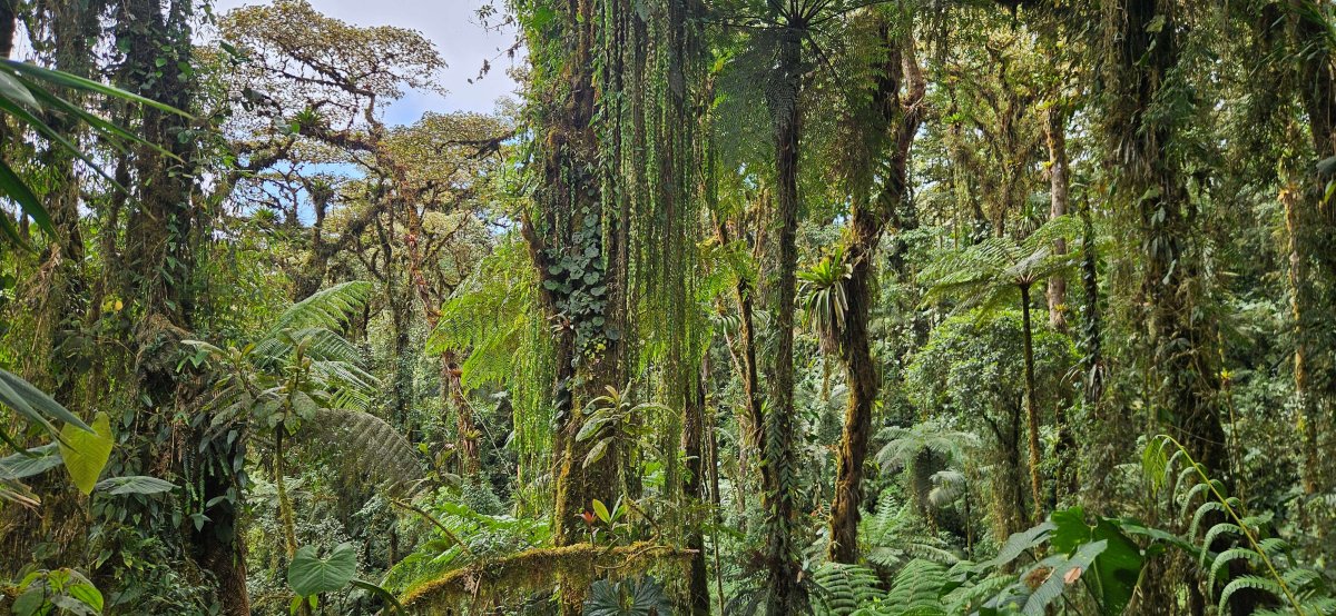 55. Woche Bellavista Cloud Forest Reserve – Quito – Casa de Rafa – Cumbayá