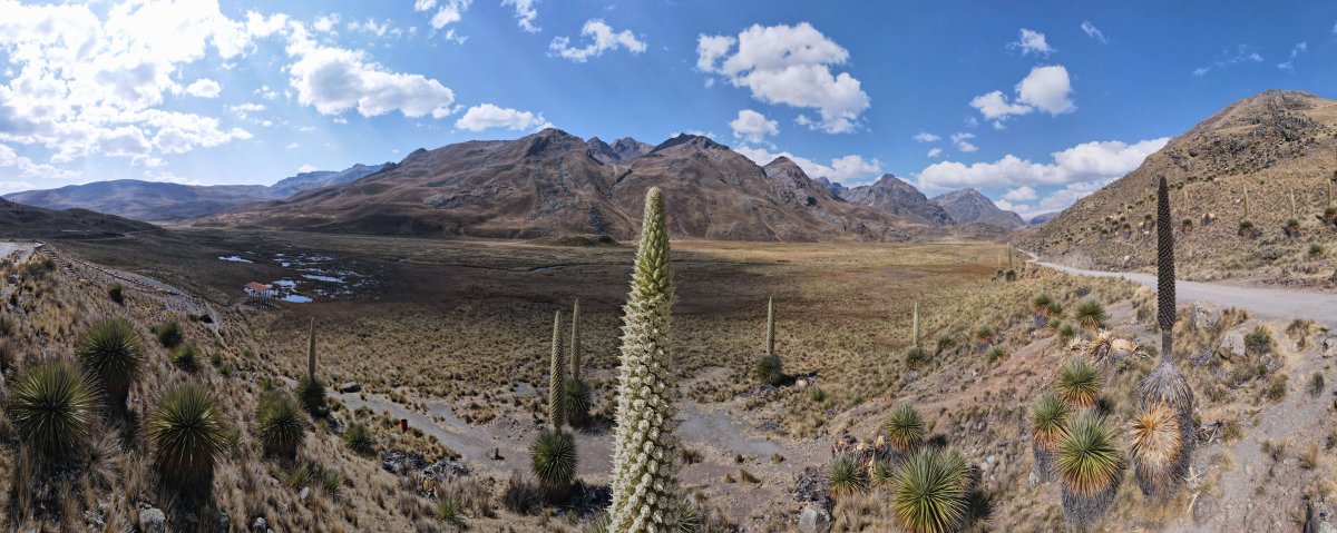 Woche 69: Puya Raimondii – Bosque de Piedras (Hatun Mache) – Sacred City of Caral – Lima 