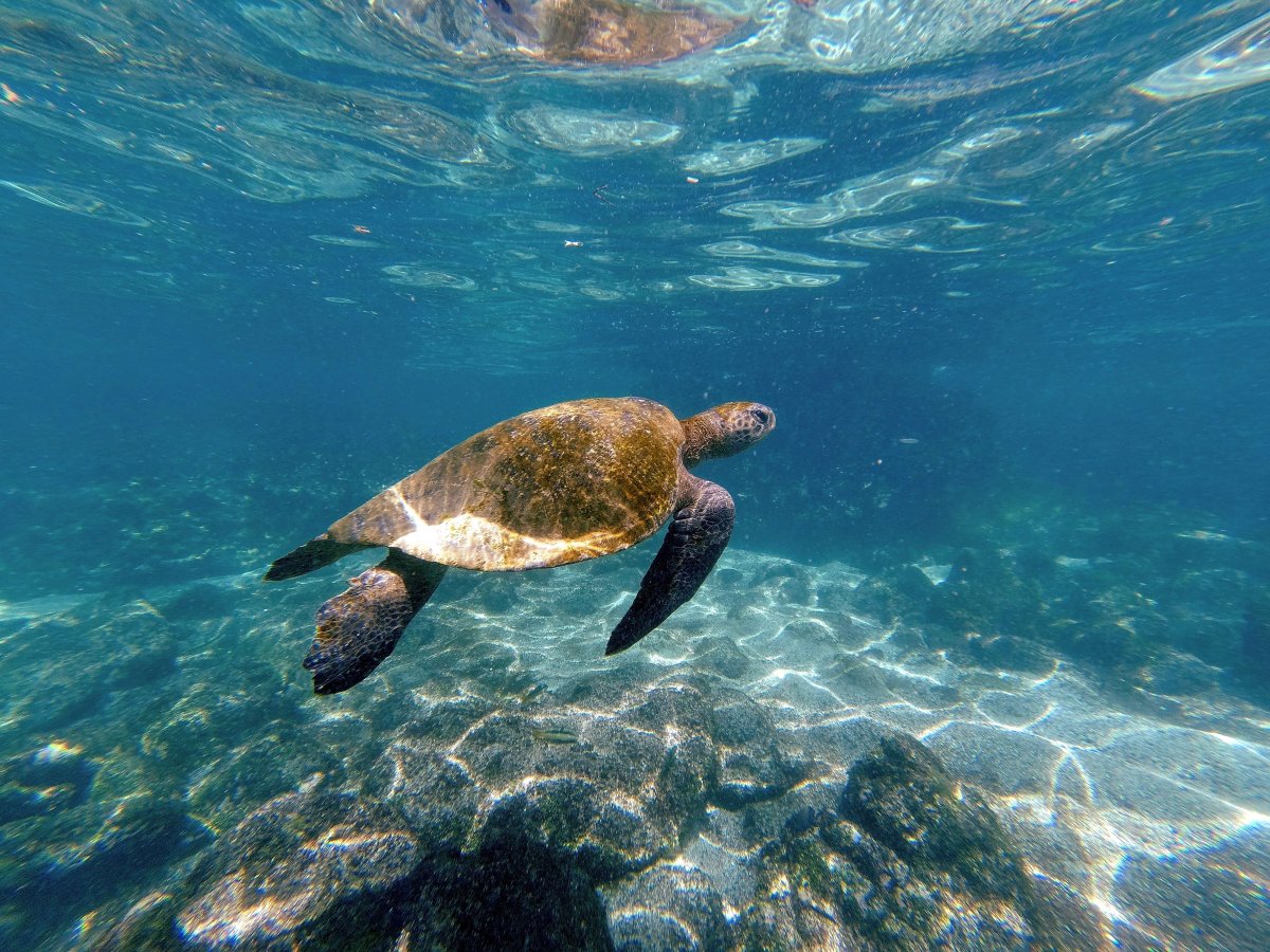 62. Woche Galápagos