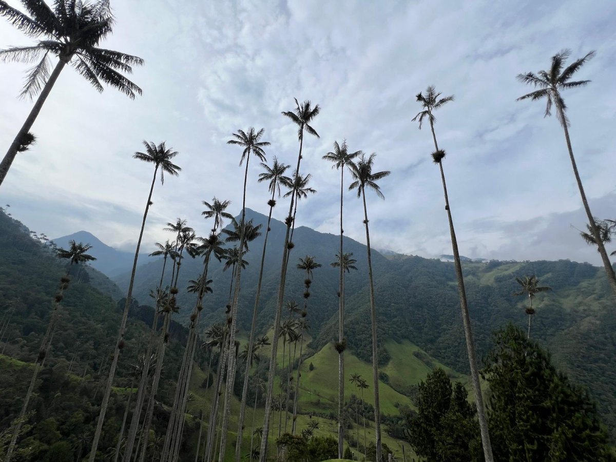 51. Woche Filandia – Salento – Filandia – Valle de Cocora – Barcelona – Córdoba – Palmira 
